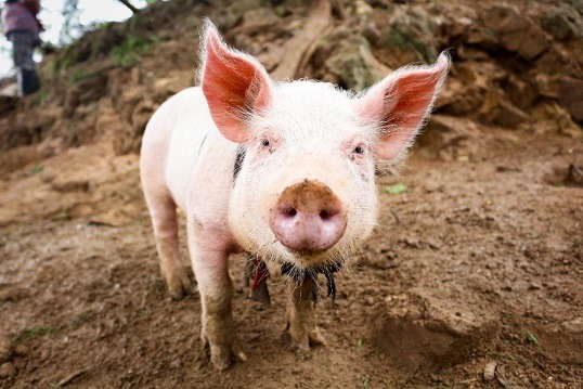 Senasa toma medidas para prevenir ingreso de peste porcina africana al país
