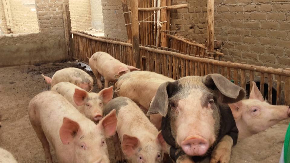 Clausuran chancherías clandestinas en centro poblado de Víctor Raúl