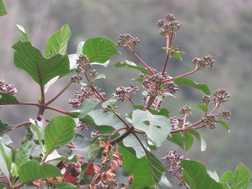 Inia descifra genoma cloroplastidial del árbol de la quina  