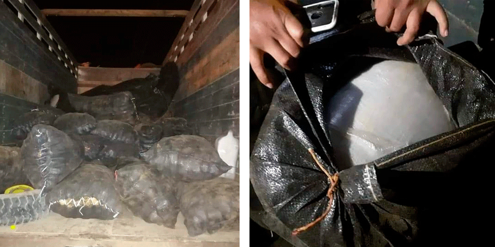 Sujetos escondieron casi 500 kilos de marihuana entre sacos de papa y los traían a Trujillo