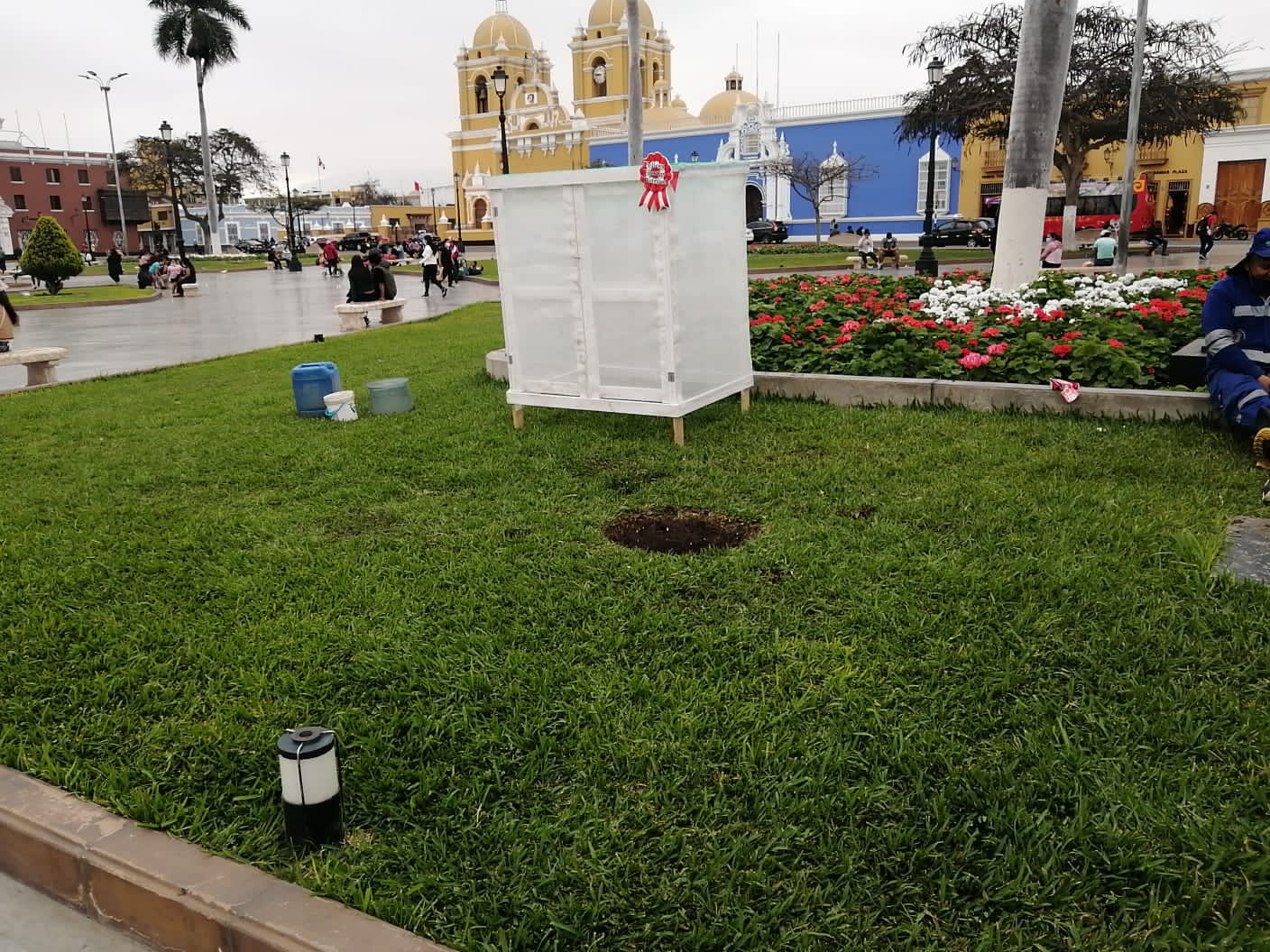 Sembrarán segundo árbol de la quina en Plaza de Armas de Trujillo 