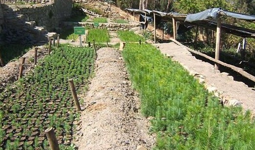 Proyecto Chavimochic ha producido más de 700 mil plantones