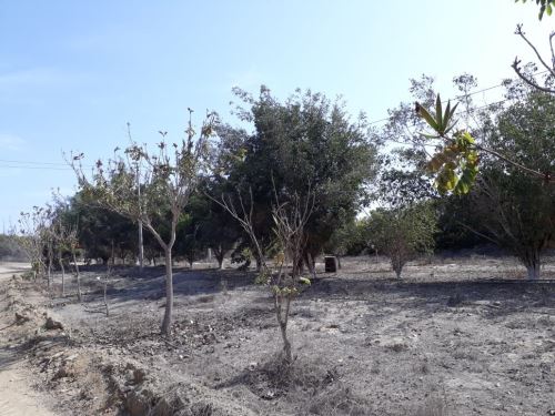 Empresarios proponen sembrar algarrobo en tierras eriazas de La Libertad