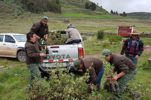 Sernanp reforesta con quenuales Santuario Nacional de Calipuy en Santiago de Chuco
