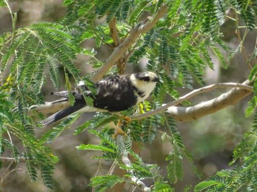 Registran por primera vez imágenes de rara ave amazónica en La Libertad