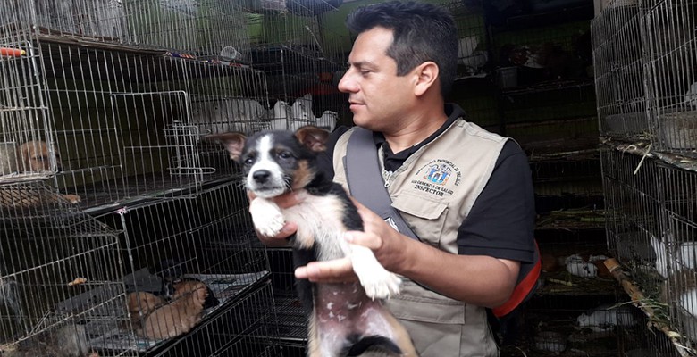 Trujillo: municipio realiza operativo inopinado de rescate de mascotas