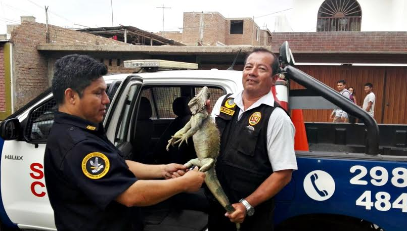 Rescatan a pacazo que se refugió en un parque de la urb. El Bosque