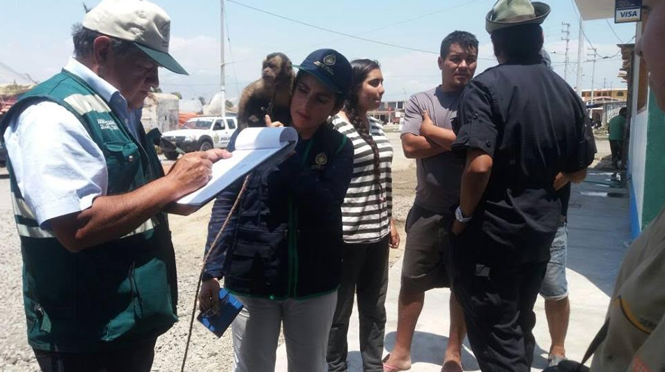 Fiscalía Ambiental rescata mono que era explotado en circo de Virú