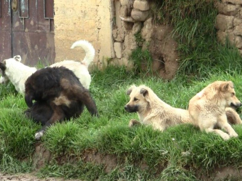Asesinan a perros y gatos en parques de Trujillo