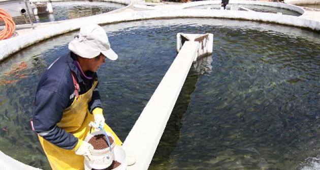 Sanipes implementa medida sanitaria preventiva ante enfermedades en peces