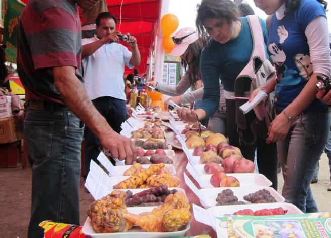 Mañana se realizará gran Feria de la Papa en Santiago de Chuco