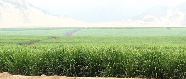 Agroindustrial Laredo obtiene recertificación de "Fundo Verde "