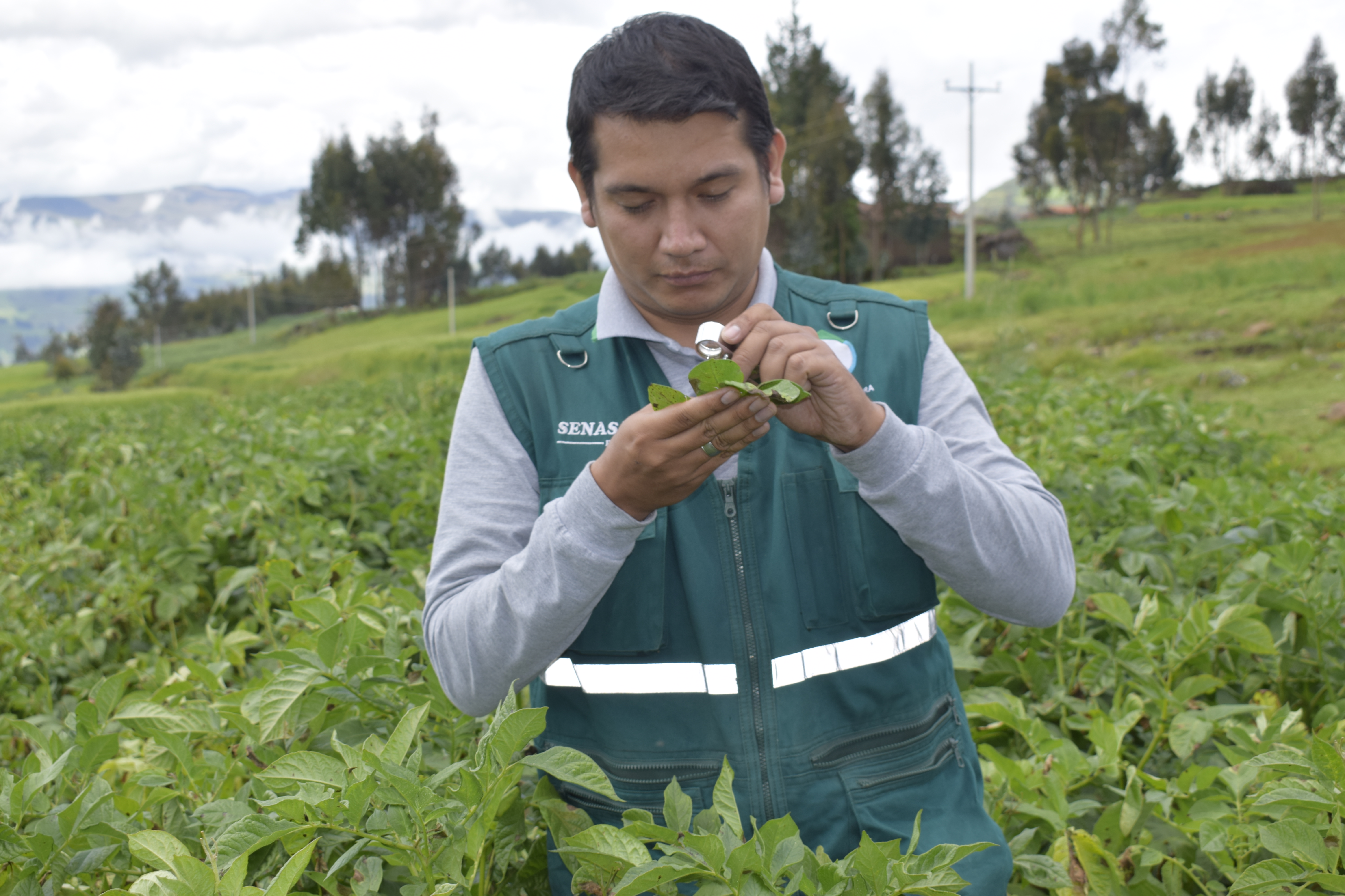 Senasa asegura continuidad de servicios en beneficio de la agricultura nacional