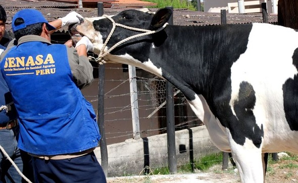 Ponen en marcha plan para combatir plagas por “El Niño” en 14 regiones