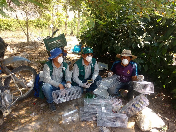 La Libertad: Senasa ejecuta acciones inmediatas para el control de roedores en Virú