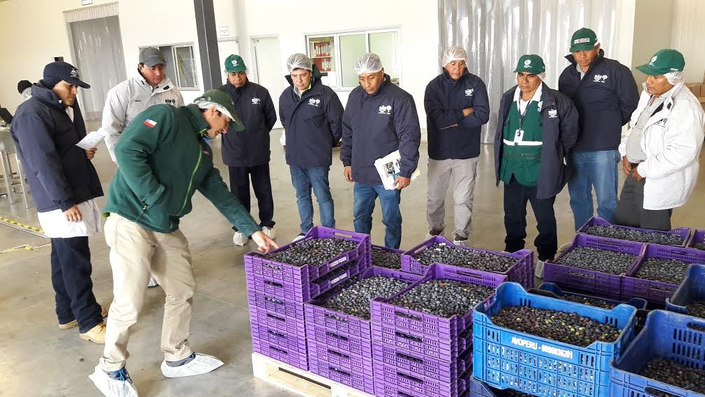 Empresas peruanas superan inspección para exportar arándanos a Chile