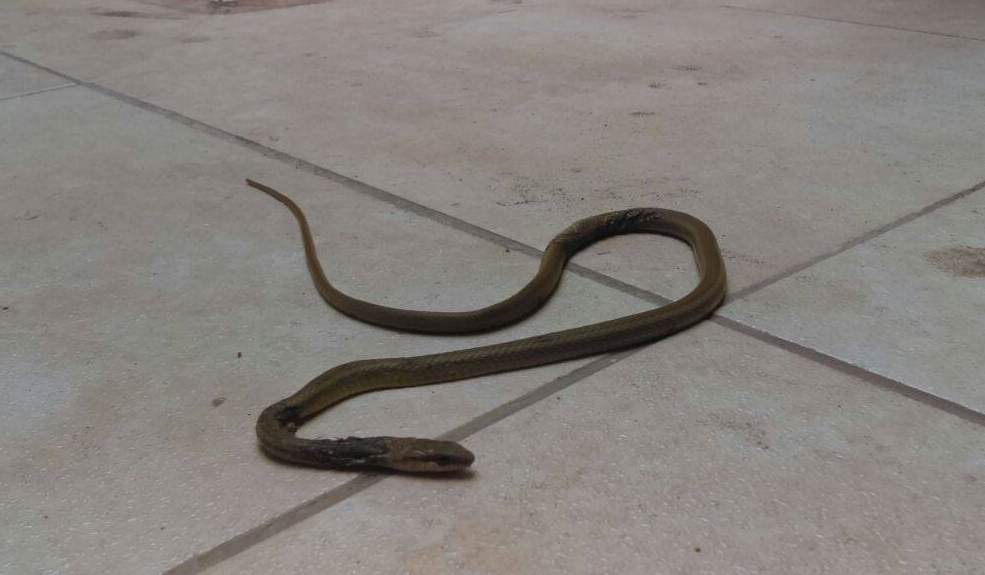 Serpiente en la urbanización Las Capullanas sembró el temor en vecinos