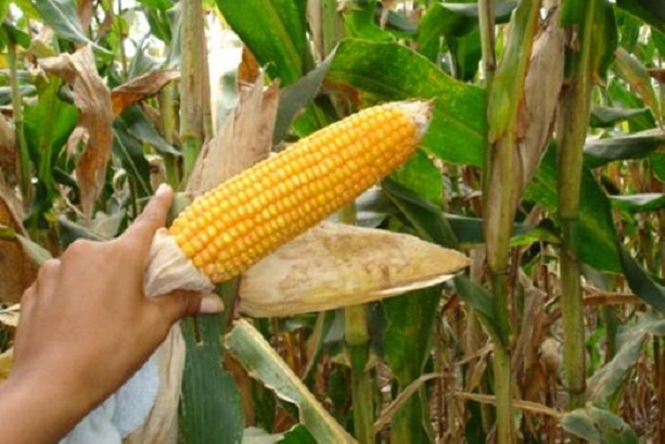 La Libertad: Producción de maíz en la costa disminuyó, mientras crece en la sierra