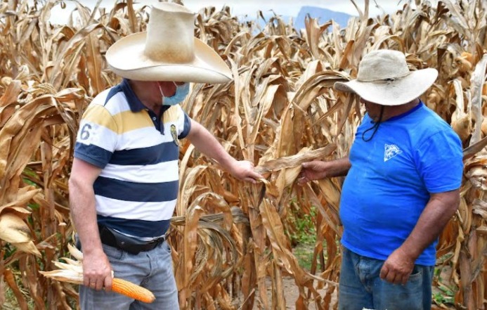 Agricultores de Virú cultivan nuevo tipo de maíz que duplicará su producción