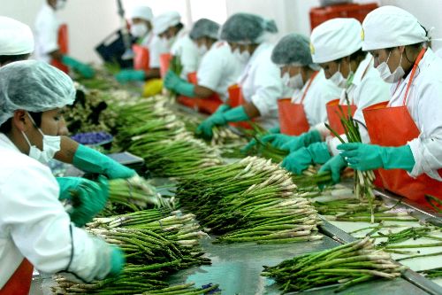 Conoce los superalimentos peruanos que cultivan al mundo