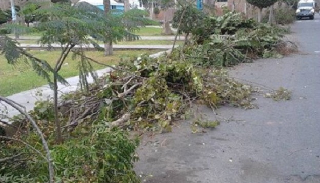 Ya son 11 árboles de “Molle Hawaiano” talados en avenidas de Trujillo