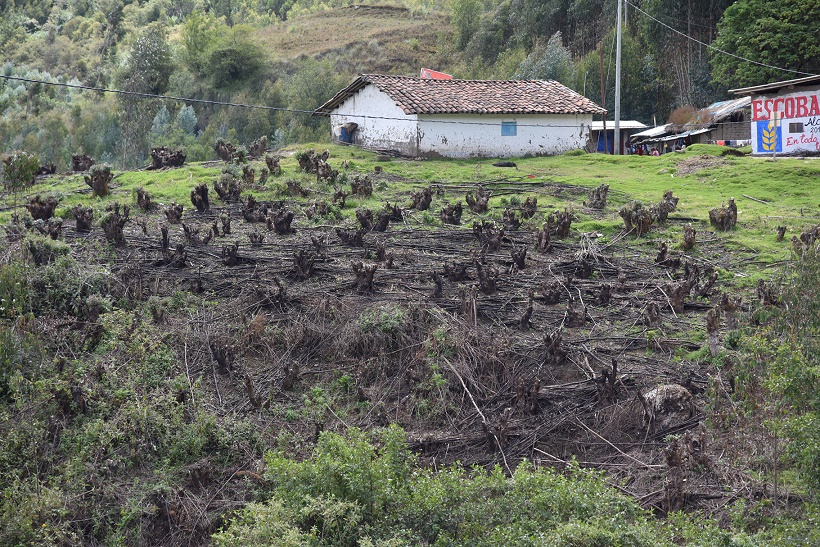 Rondas campesinas denuncian tala ilegal y quema de árboles en Santiago de Chuco