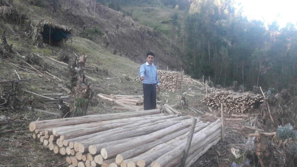 Julcán: más de 8 hectáreas de bosque se pierden por tala indiscriminada