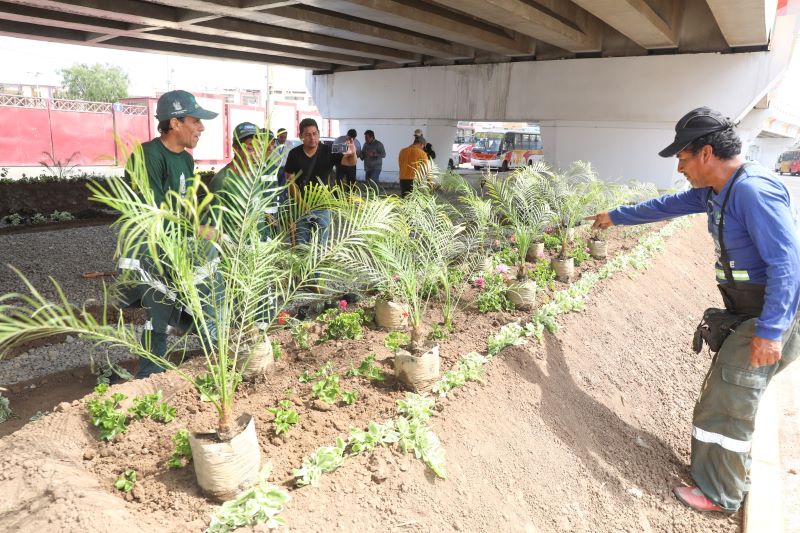 Trabajadores del Segat recuperan áreas abandonadas en el intercambio vial del óvalo Grau 