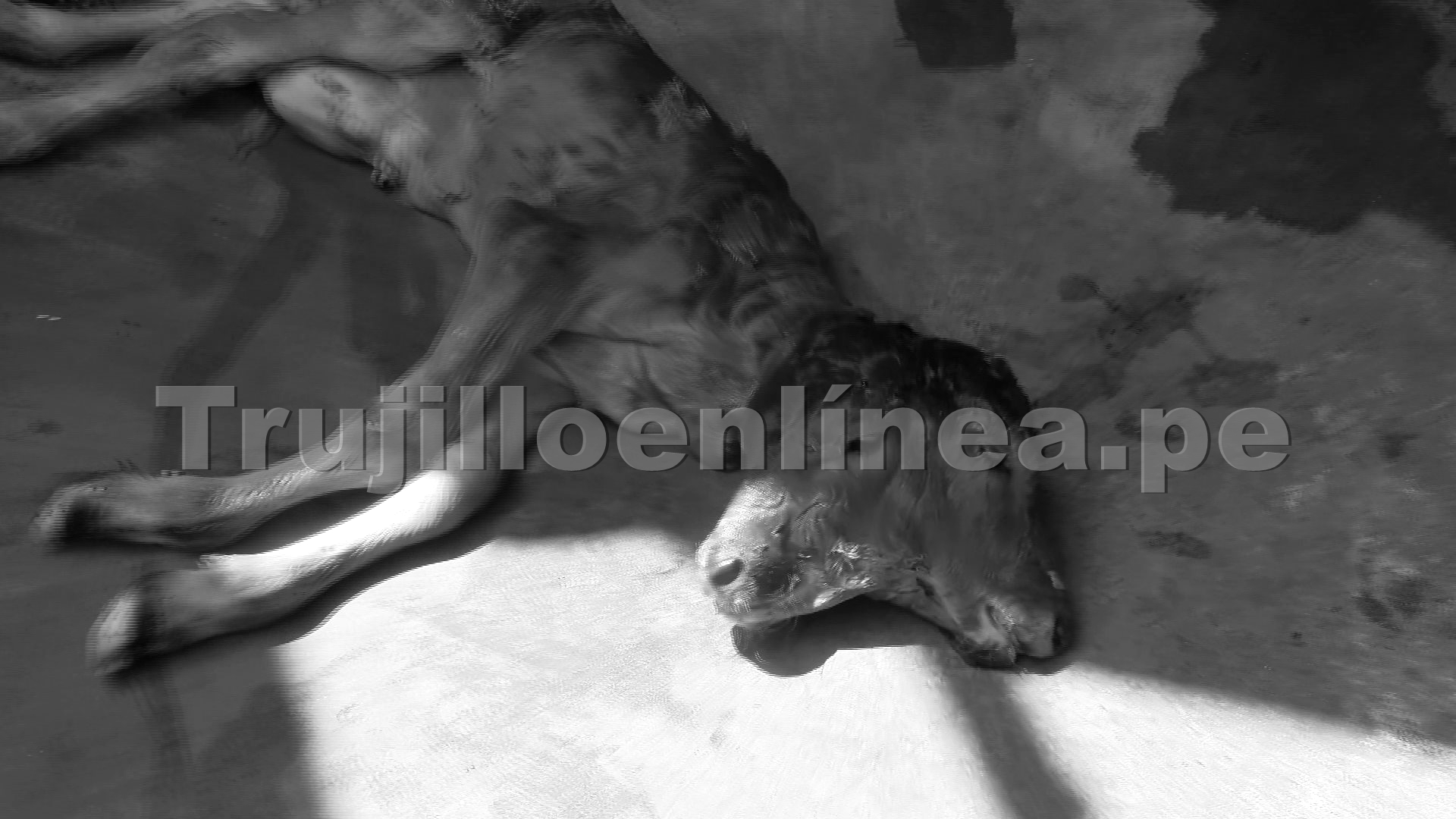 Ternera con dos cabezas sorprende a trabajadores en camal de El Porvenir