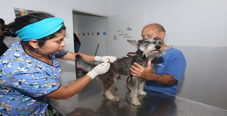 Veterinaria de la MPT inició campaña de vacunación gratuita contra la rabia
