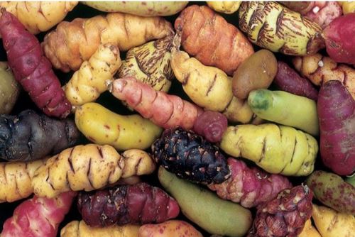 Científicos trujillanos investigan tubérculos andinos para regenerar heridas