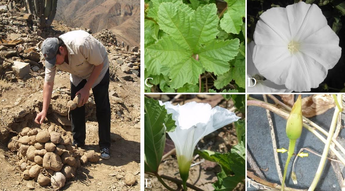 Nueva especie botánica del Perú fue descubierta por investigador de la UNT