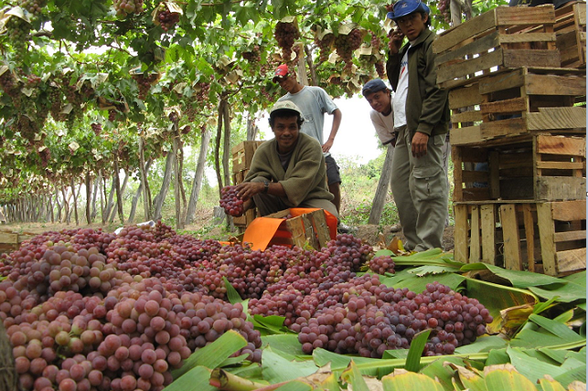 Ecuador pone más exigencias para importación de la uva de Cascas    