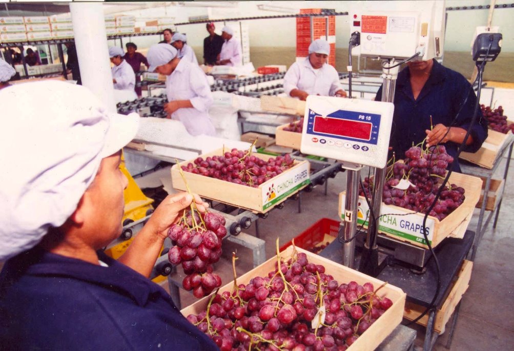 Perú fue el noveno proveedor mundial de frutas en el 2021 