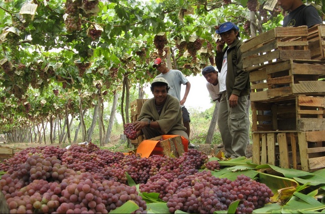  Uva peruana suma cerca de US$ 272 millones en el exterior