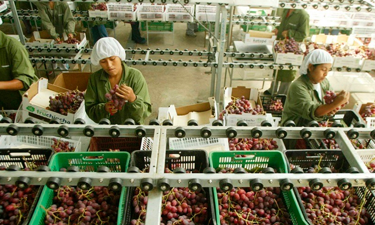 Nuevo régimen agrario debe preservar empleos y promover recuperación del país
