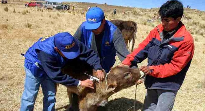 El mortal ántrax podría llegar con “El Niño” a La Libertad