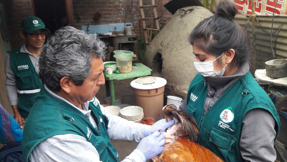 La Libertad: realizarán muestra de 4,890 aves domésticas para descarte de influenza aviar