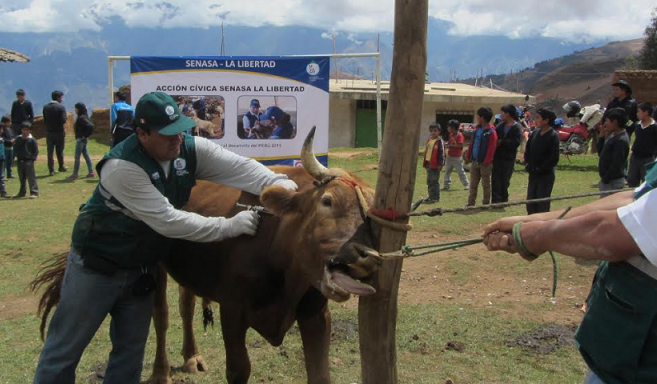 Senasa supera meta de vacunación de ganado para prevenir el Ántrax