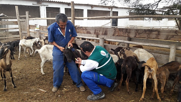 Minagri evalúa situación sanitaria de “Brucelosis caprina” en La Libertad