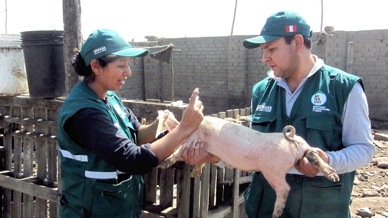Senasa inició campaña de vacunación para prevenir la peste porcina clásica en La Libertad