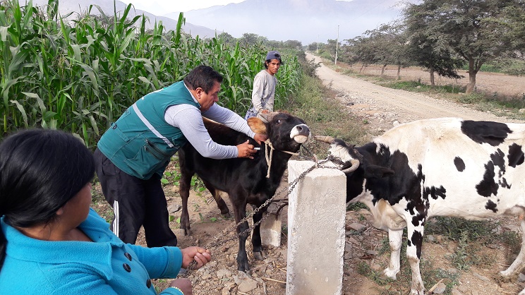 Vacunan a mas de 49 mil bovinos en La Libertad para prevenir Carbunco sintomático