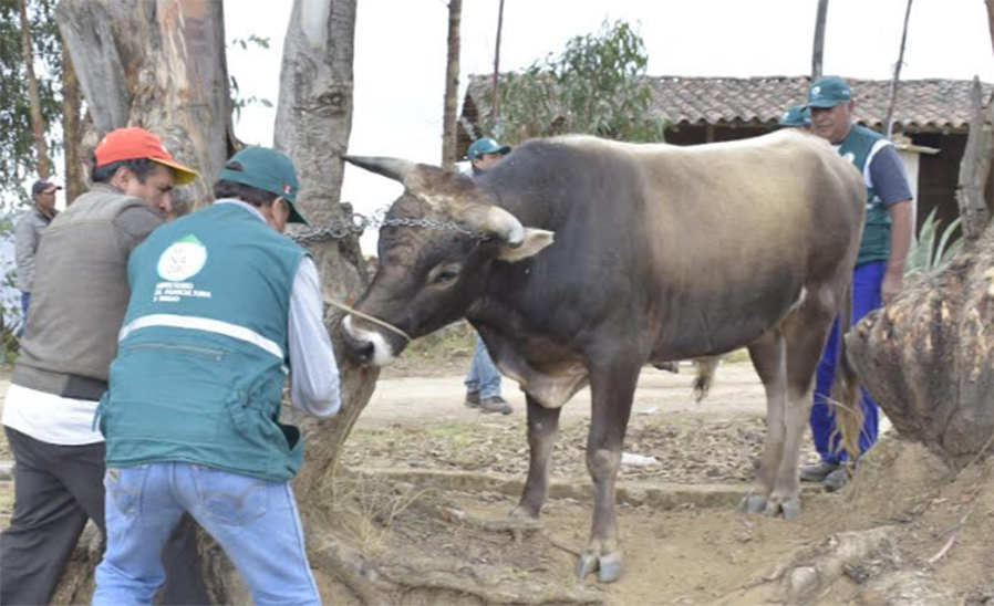 Senasa vacunará más de 68 mil bovinos contra el carbunco sintomático en La Libertad