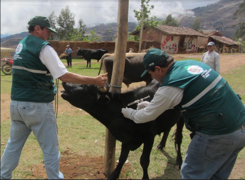 Senasa inicia vacunación contra el ántrax en La Libertad