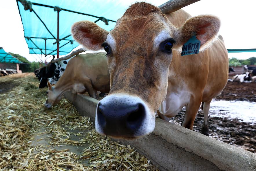 Ganaderos lecheros del Perú discutirán problemática del sector en Trujillo