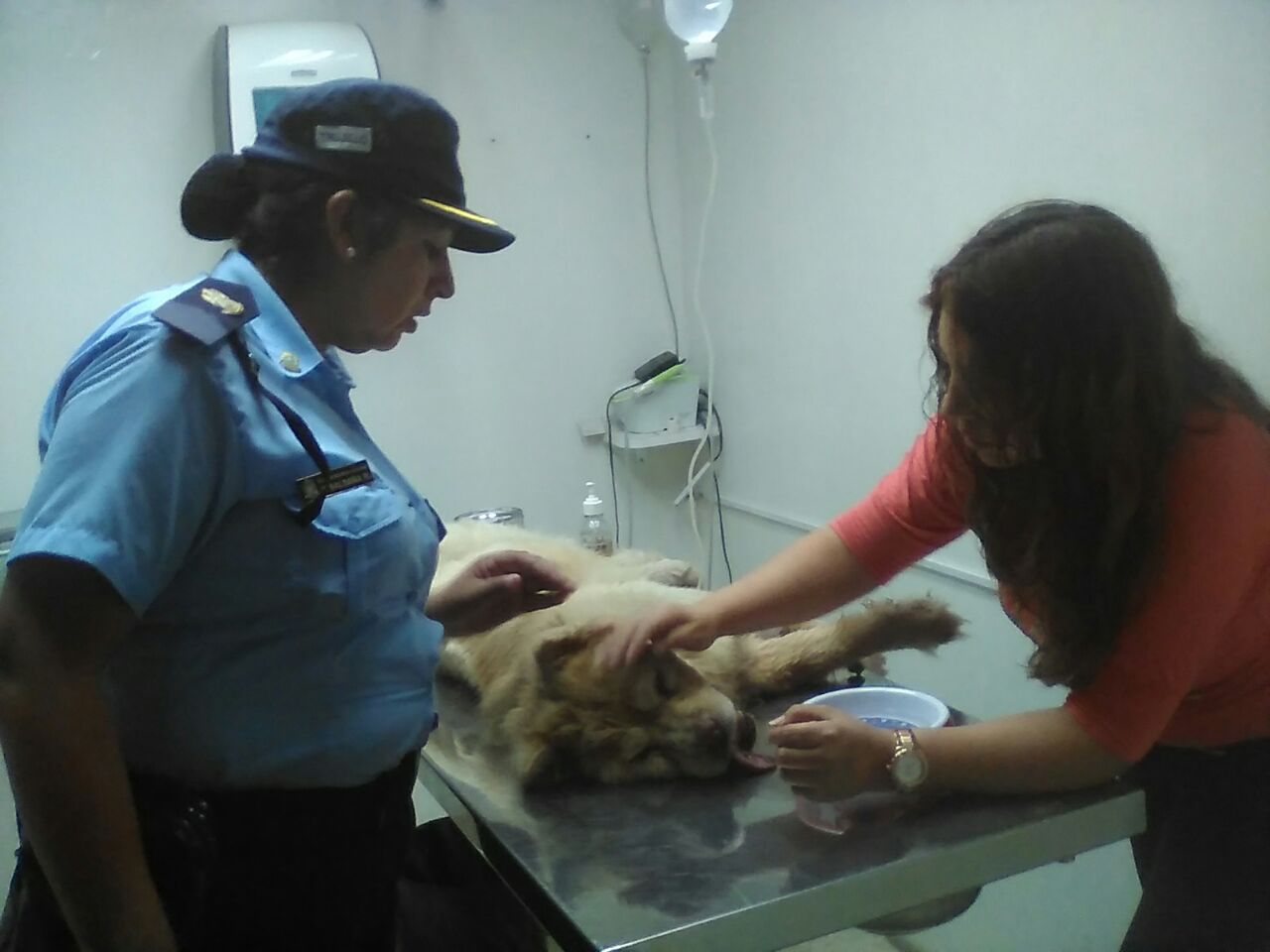 Serenos de Trujillo salvan vida de perrito envenenado