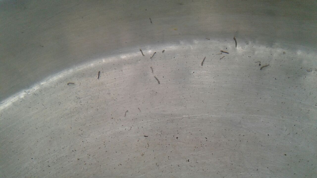 Alerta en Miramar por 55 casos de dengue