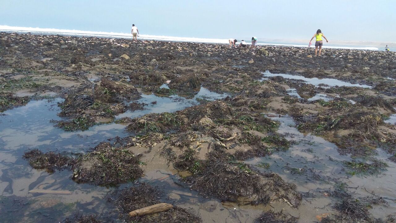 Mar se retira en Huanchaco y deja mococho y peces sobre la orilla