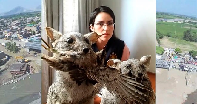 Incautan zorros disecados que eran exhibidos en restaurante de Virú