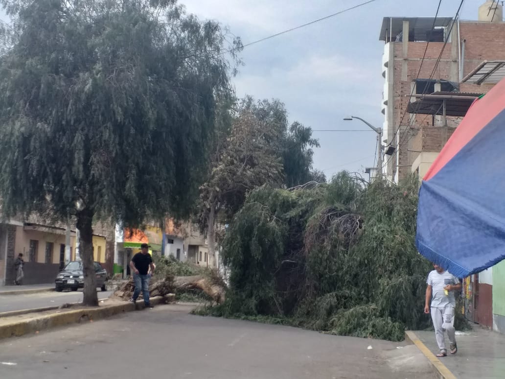 Trujillo: árbol se desploma en avenida Santa 